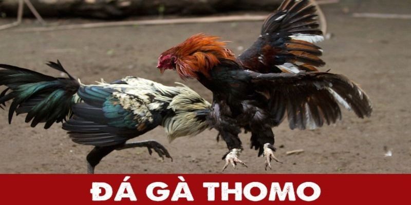 Luật Chơi Đá Gà Thomo Chi Tiết Anh Em Cược Thủ Cần Biết 4 da-ga-thomo