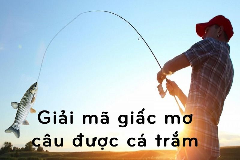 Mơ câu được cá trắm là điềm báo gì? Đánh số mấy? 6 Giải mã giấc mơ câu được cá trắm