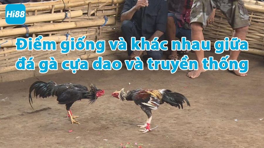 Đá gà cựa dao trực tiếp hay nhất - Trực tiếp đá gà Philippines Mỹ 9 Điểm giống và khác nhau giữa đá gà cựa dao và đá gà truyền thống