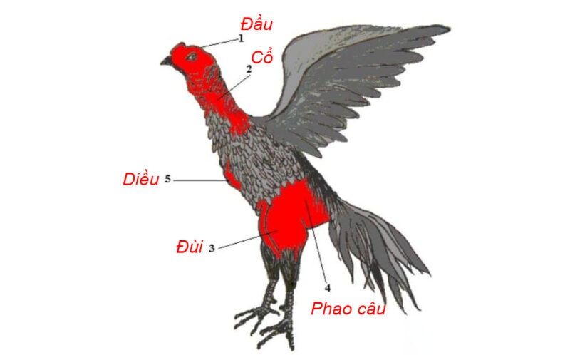 12 thế gà đá đòn độc, hiểm kết liễu đối thủ 5 Một số tử huyệt của gà chọi