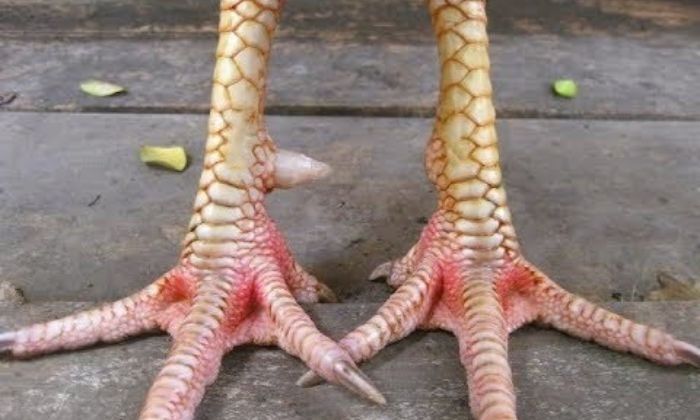 Top vảy gà chọi độc, hiếm thấy được các sư kê săn đón 38 Vảy đại giáp gần cựa là gà quý