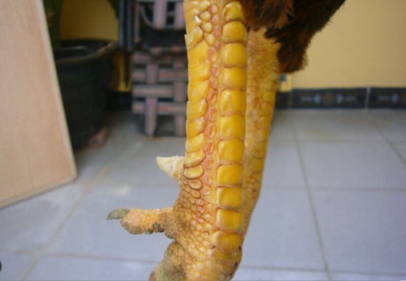 Top vảy gà chọi độc, hiếm thấy được các sư kê săn đón 48 Vảy độc biên