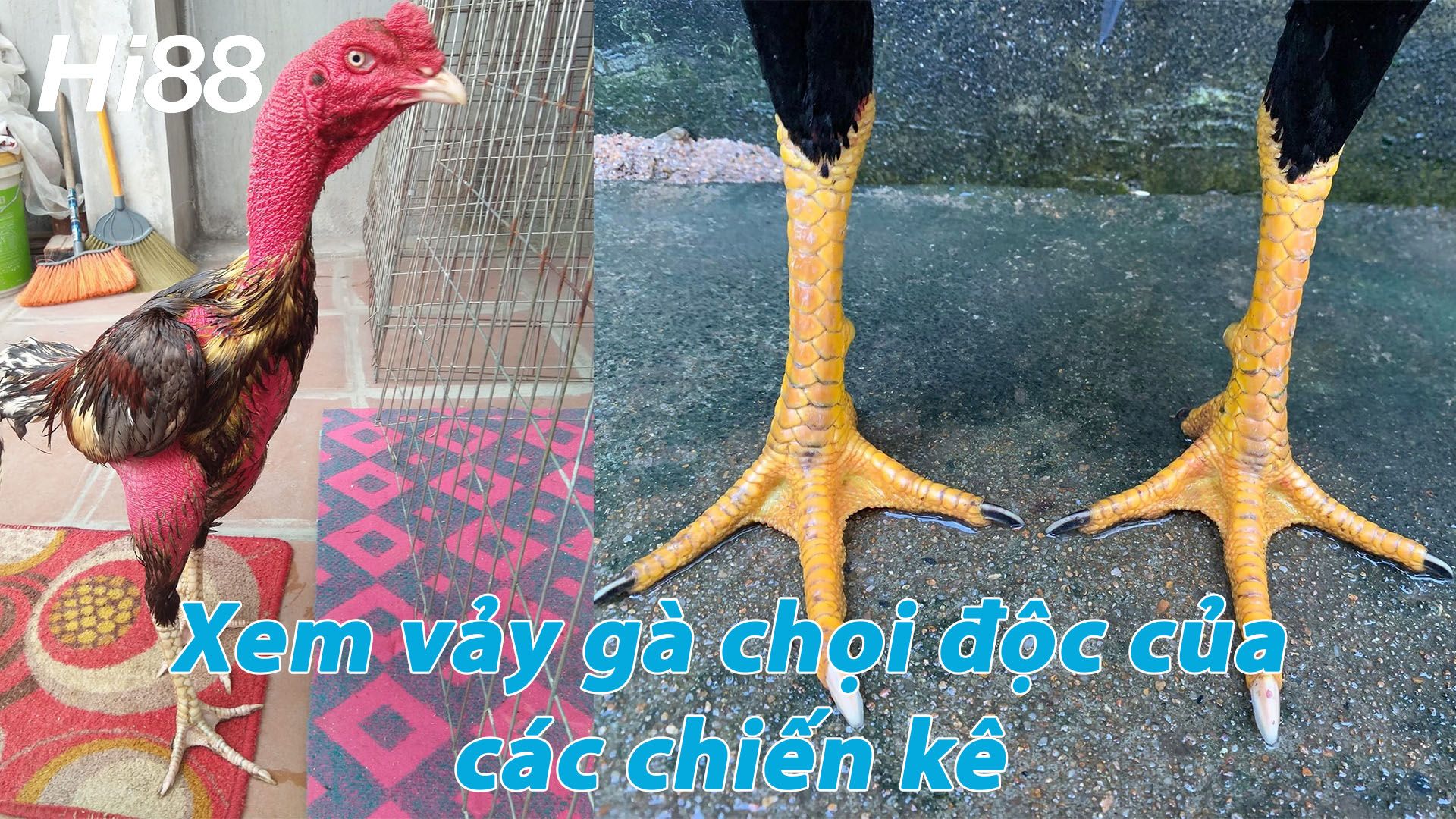 Top vảy gà chọi độc, hiếm thấy được các sư kê săn đón 29 Vảy gà chọi độc là yếu tố chọn chiến kê