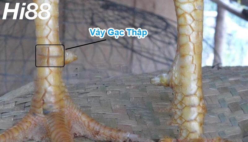 Top vảy gà chọi độc, hiếm thấy được các sư kê săn đón 55 Vảy Gạc Thập