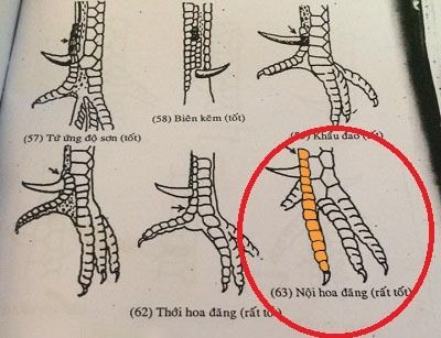 Top vảy gà chọi độc, hiếm thấy được các sư kê săn đón 40 Vảy nội hoa đăng