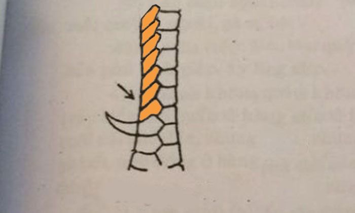 Top vảy gà chọi độc, hiếm thấy được các sư kê săn đón 43 vảy thất đao thiên rất hiếm thấy