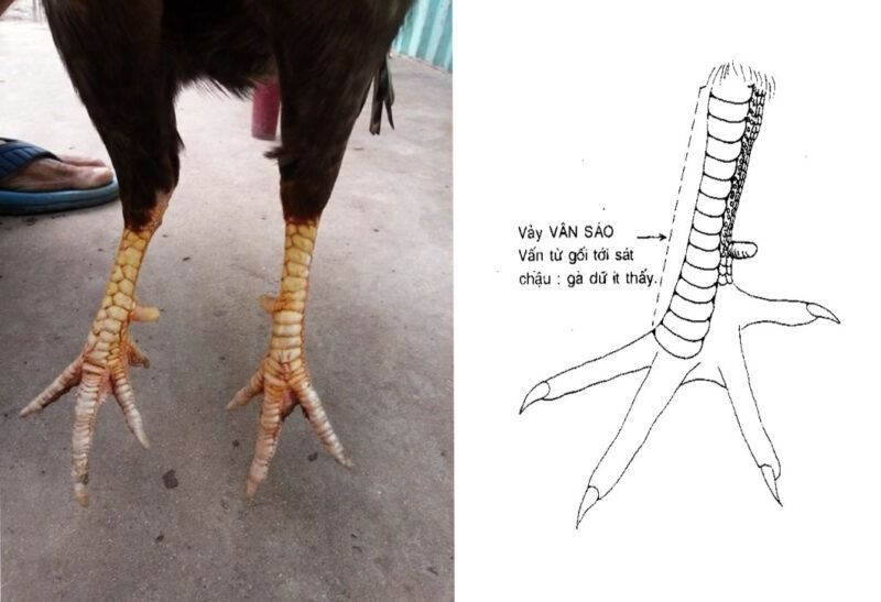 Top vảy gà chọi độc, hiếm thấy được các sư kê săn đón 35 Vảy vấn sáo