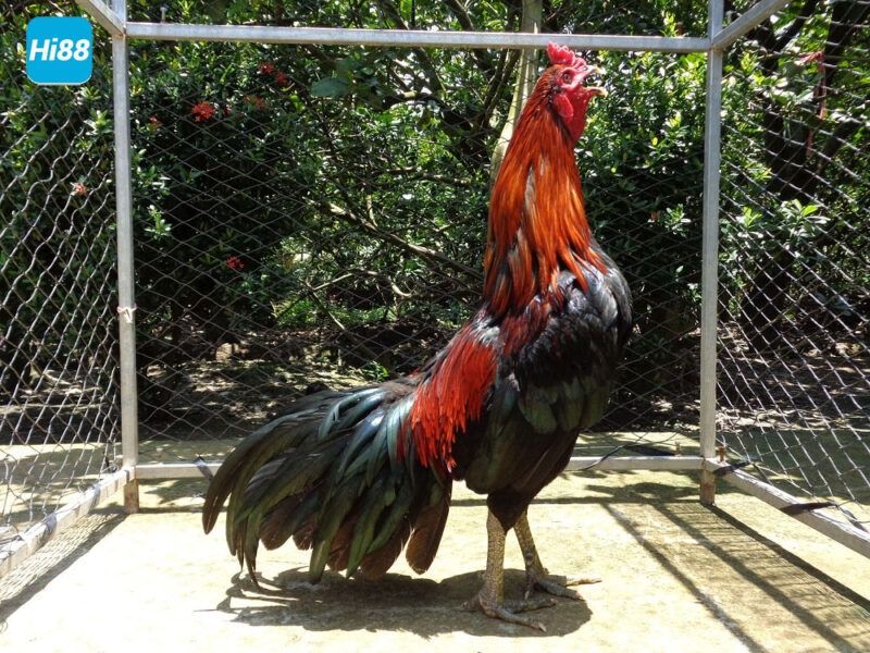 Xem màu mạng gà đá - Bảng 80 màu mạng đá gà mới nhất 7 Cách xem màu mạng gà đá chuẩn