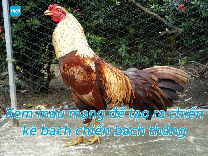 Xem màu mạng gà đá - Bảng 80 màu mạng đá gà mới nhất 6 Xem màu mạng đá gà để tạo ra chiến kê bất khả chiến bại