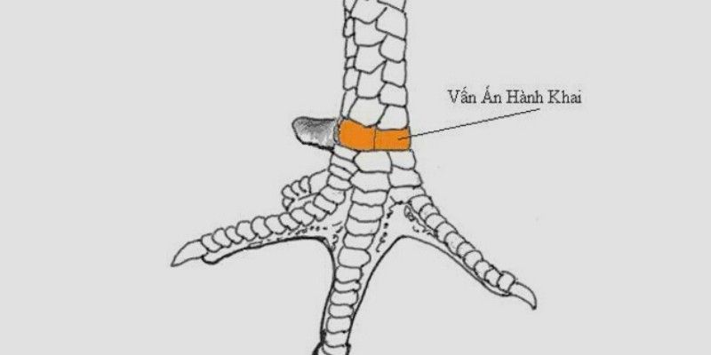 23 Vảy Gà Xấu Sư Kê Nên Tránh Khi Chọn Gà Đá 13 Vảy ấn hoành khai