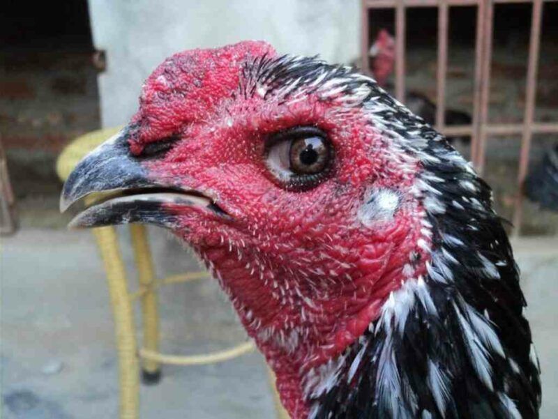 Hướng dẫn cách xem mắt gà chọi đẹp, chuẩn nhất 2023 4 Xem mắt gà chọi hay giúp bạn chọn được gà tốt